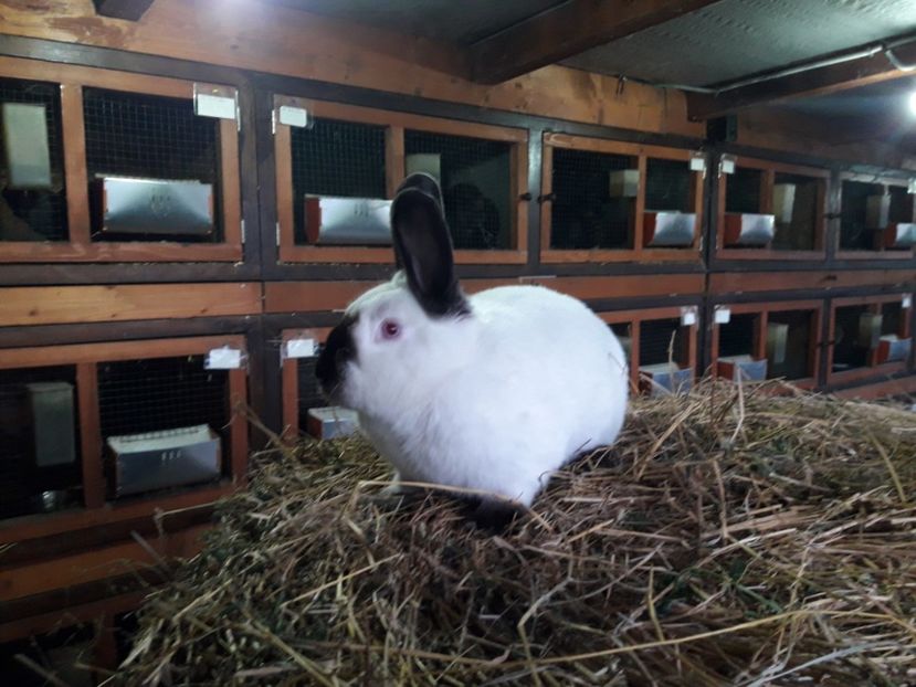  - A-IEPURI CALIFORNIENI