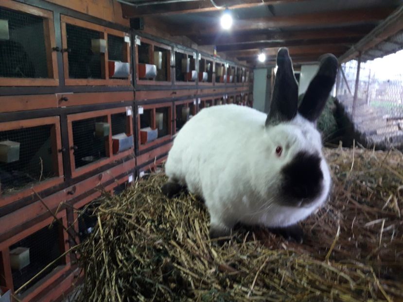  - A-IEPURI CALIFORNIENI