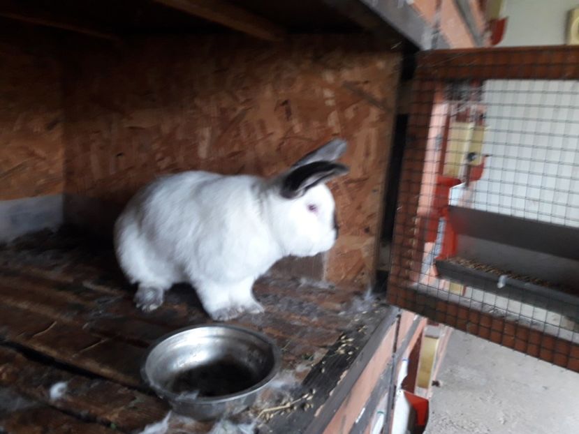  - A-IEPURI CALIFORNIENI