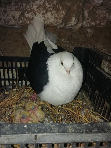  - Jucători capaciti