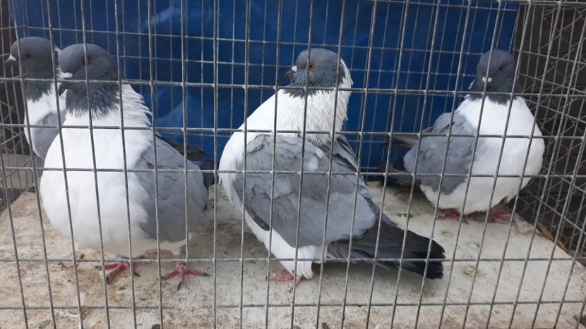  - porumbei mei strasseri