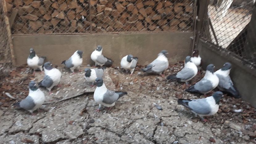  - porumbei mei strasseri