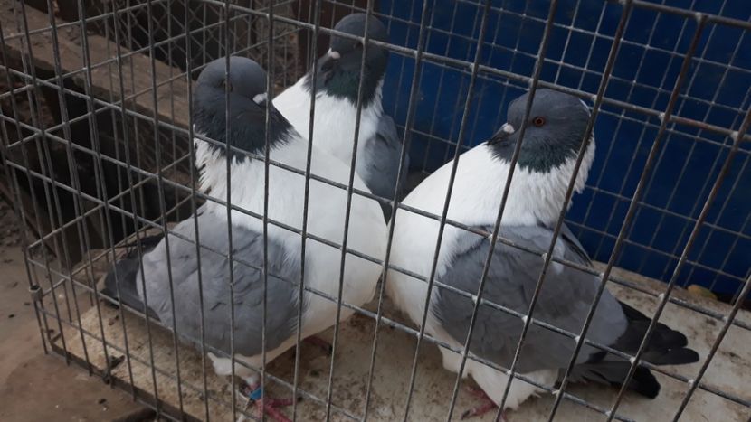  - porumbei mei strasseri