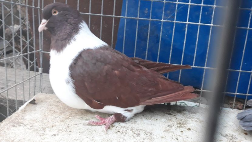  - porumbei mei strasseri