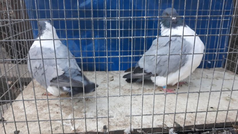  - porumbei mei strasseri