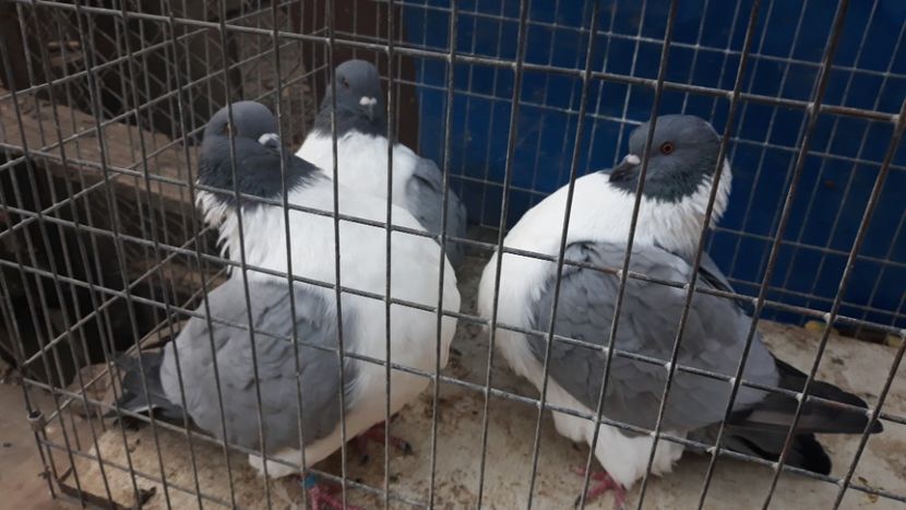  - porumbei mei strasseri