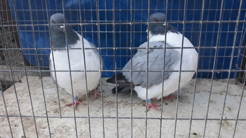  - porumbei mei strasseri