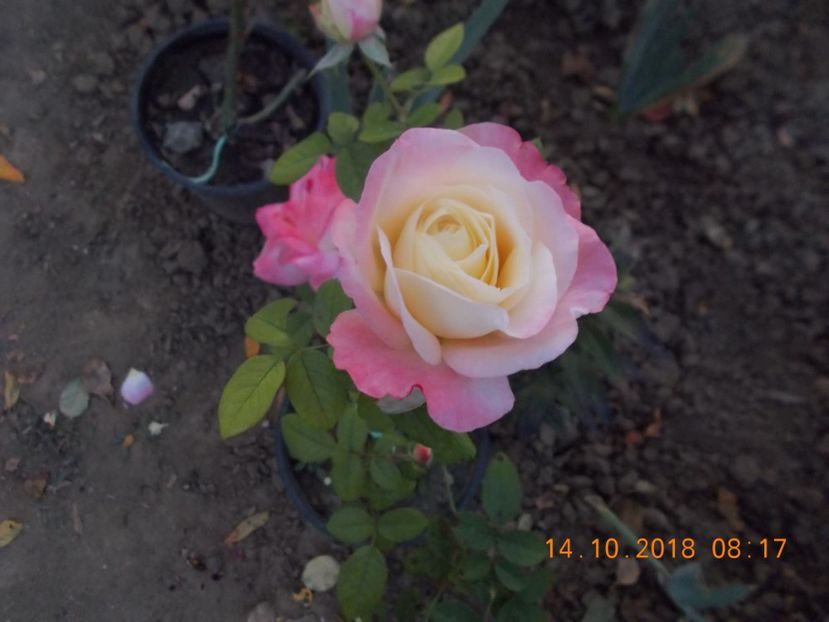 luna plina - TRANDAFIRI 2018