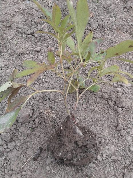 epuizat bujor alb batut parfumat  cu 6 muguri (si balot de pamant) - w Produse livrate