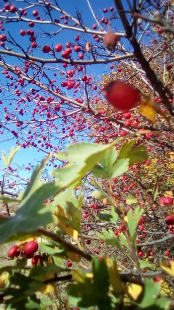 Vaccinium vitis-idaea - Merisoare - De-ale toamnei - la tara