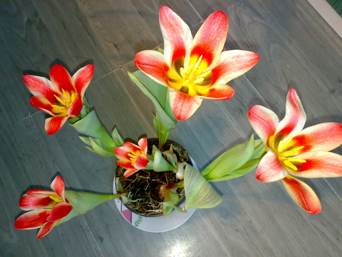 lalele pinocchio - Florile mele de interior