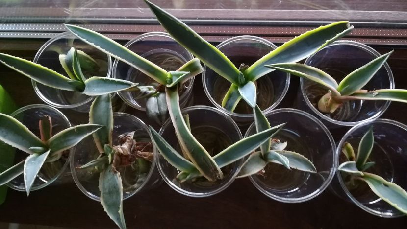  - Dau la schimb agave