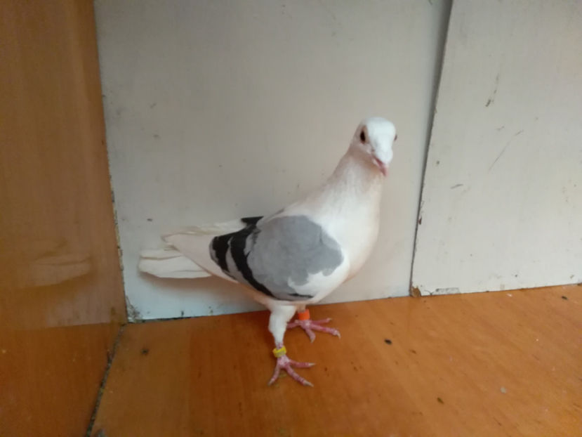 M 2017 - Porumbei  vinduti