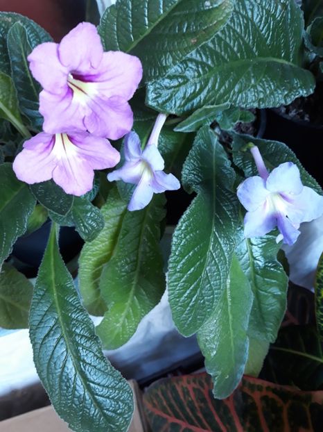  - STREPTOCARPUS