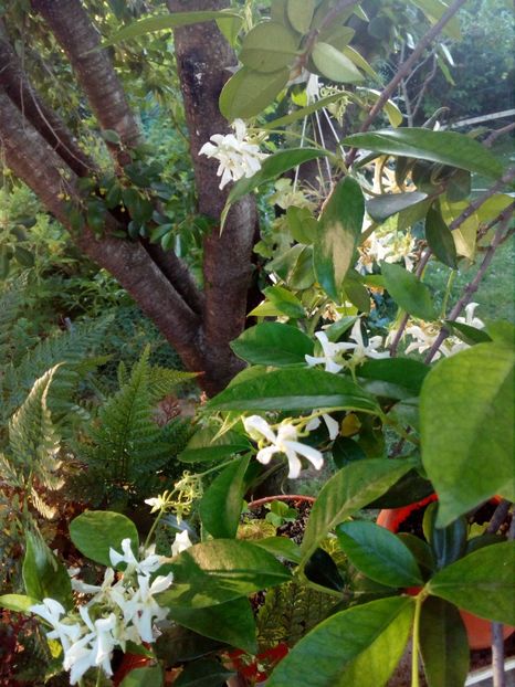 frunzele sunt carnoase si lucioase..... - Trachelospermum jasminoides