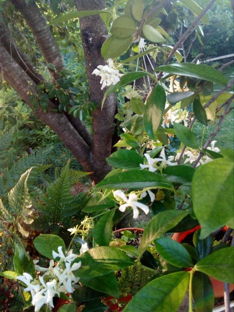  - Trachelospermum jasminoides