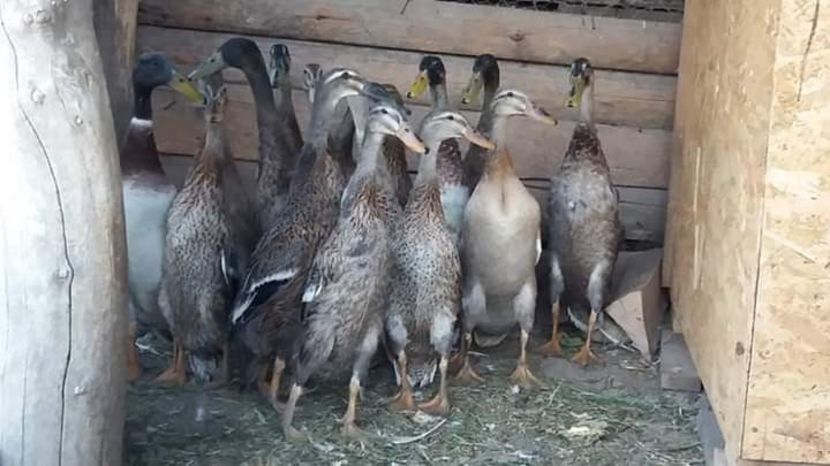  - Rațe indiene