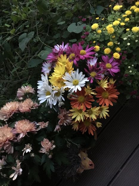 610FDCF7-72BC-460A-9A3E-B55B7C8D7013 - Crizanteme 2018