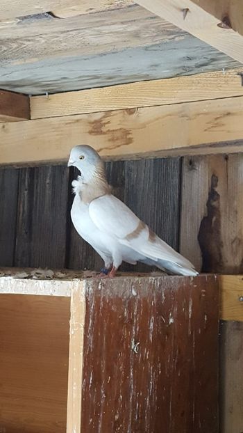  - de vanzare sau schimb deoarece desfiintez crescatoria