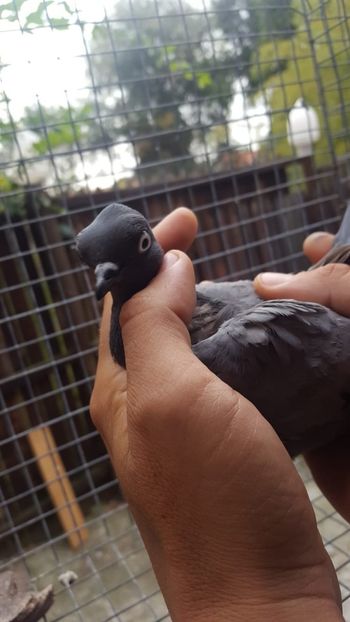  - de vanzare sau schimb deoarece desfiintez crescatoria