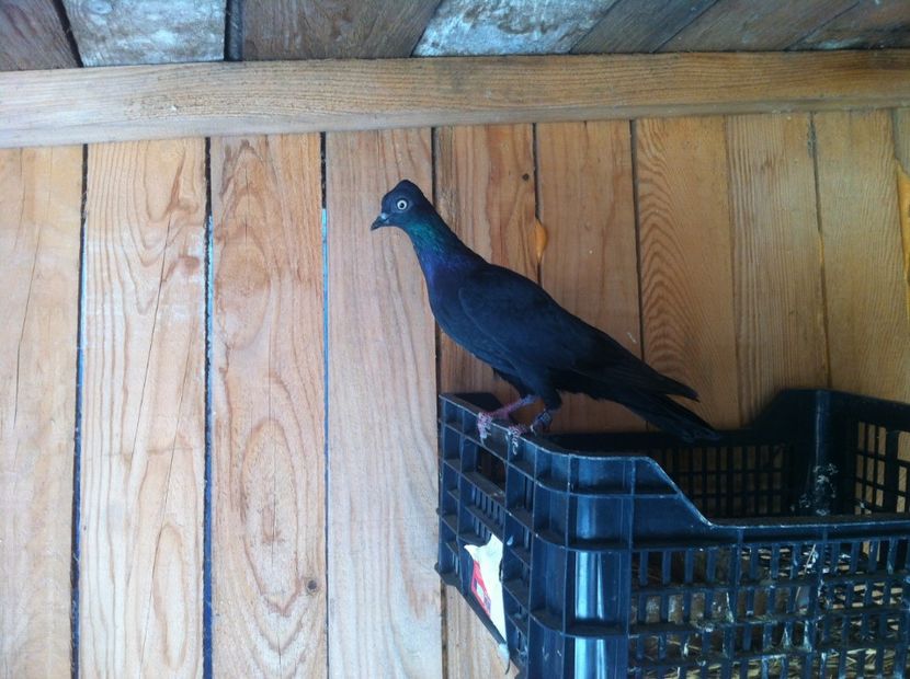  - de vanzare sau schimb deoarece desfiintez crescatoria