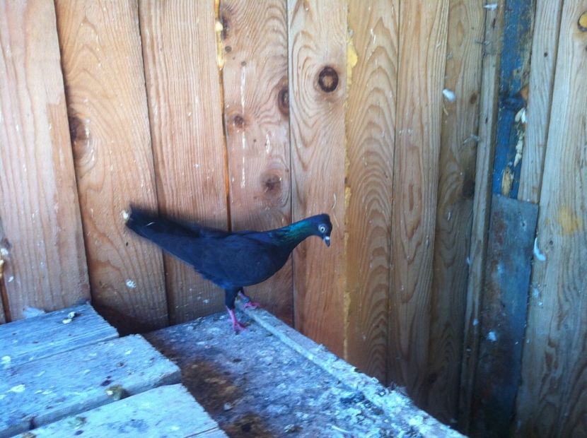  - de vanzare sau schimb deoarece desfiintez crescatoria