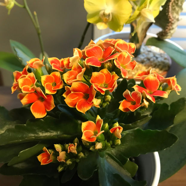  - 2018 Plante de interior