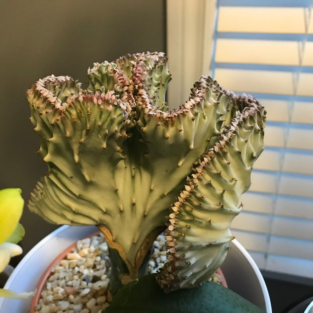  - 2018 Plante de interior