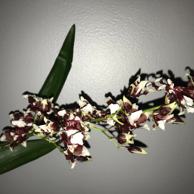  - 2018 Plante de interior