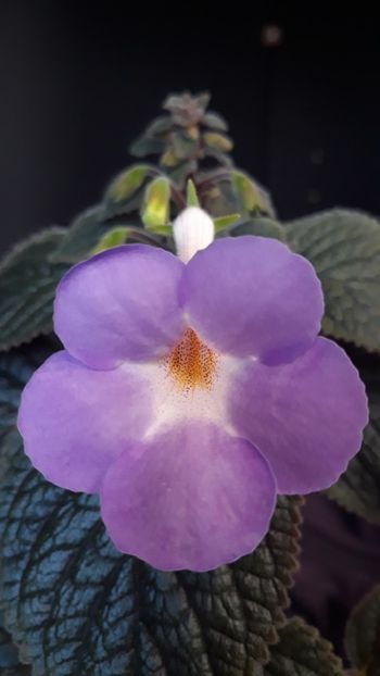  - R19 - Tyche xachicodonia