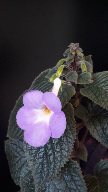  - R19 - Tyche xachicodonia