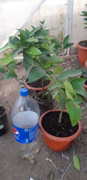 Citrus sinensis moro fructe violet - Colectionaruldecitrice de vînzare