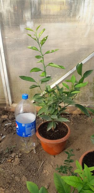 Citrus Clementina rubin - Colectionaruldecitrice de vînzare