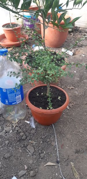 Citrus australasica roz - Colectionaruldecitrice de vînzare