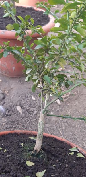 Citrus australasica roz - Colectionaruldecitrice de vînzare