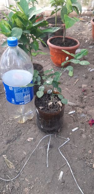 Citrus histrix - Colectionaruldecitrice de vînzare