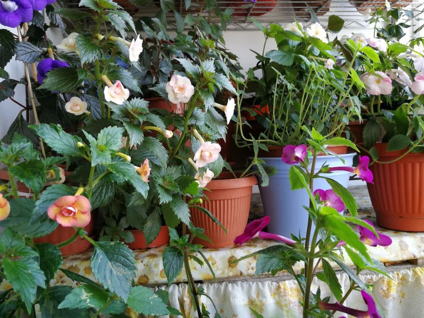  - Achimenes si Achimenantha colectie