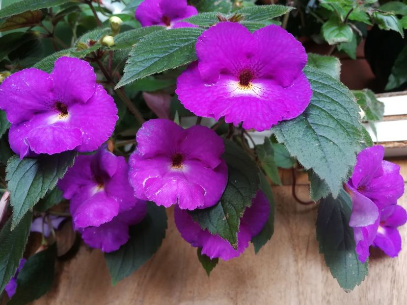 Pulcherrima - Pulcherrima