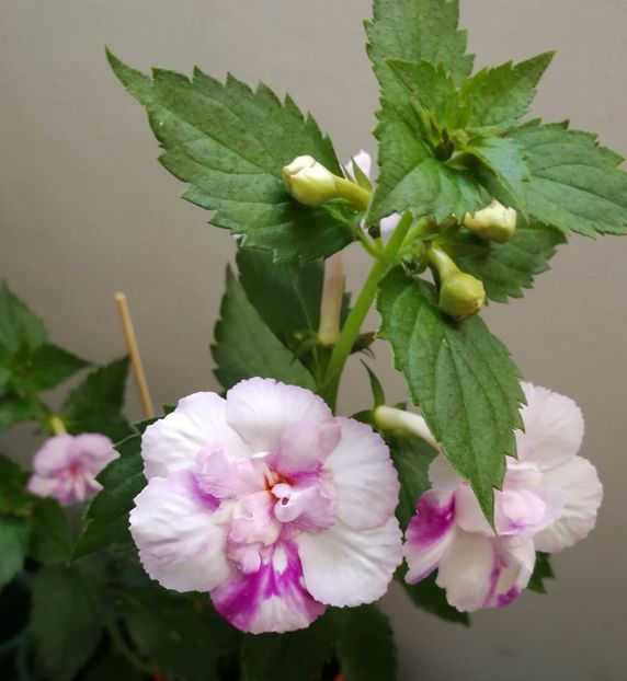 Quuen of Lace - Queen of Lace