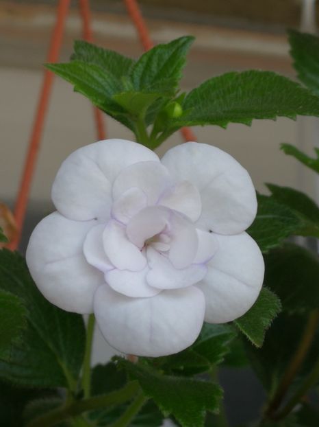 double picotee rose1 - Double Picotee Rose