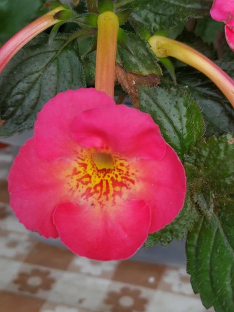 clementine - Achimenes rosu