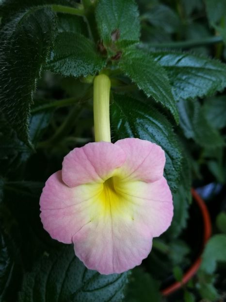 Veronika Gotmanova - Veronika Gotmanova