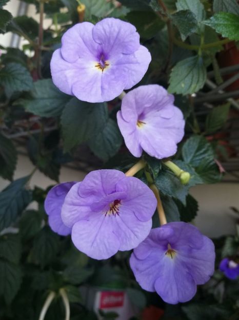 Forget me not - Forget Me Not