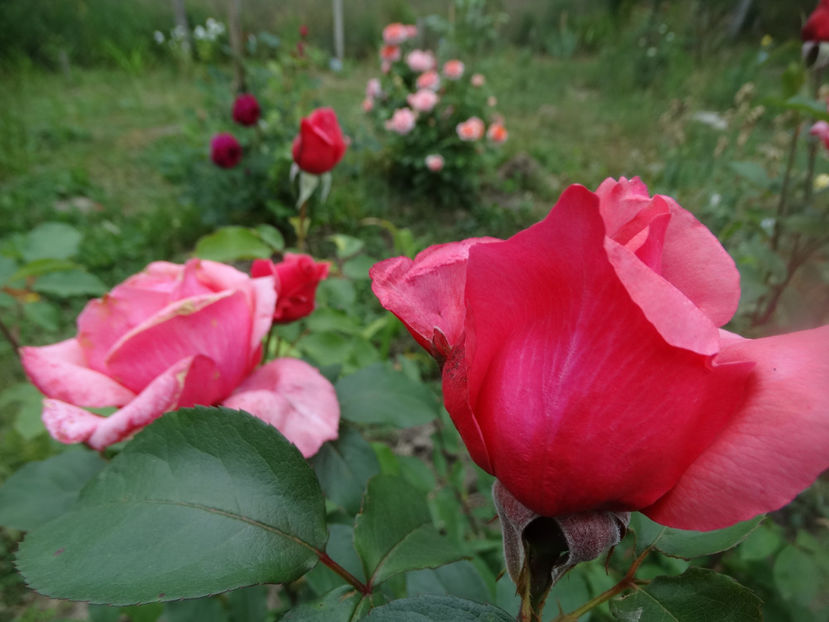 iulie - f-trandafiri 2018