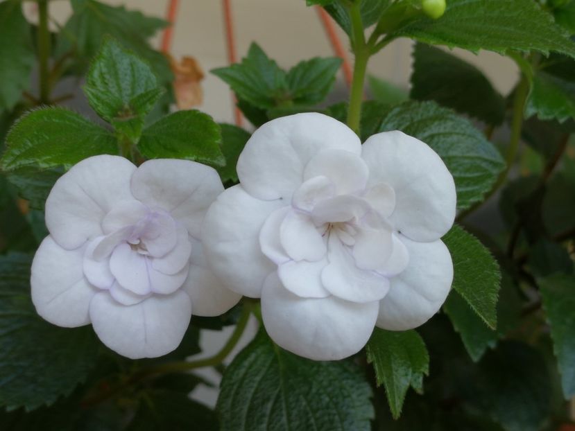 DPR - Double Picotee Rose