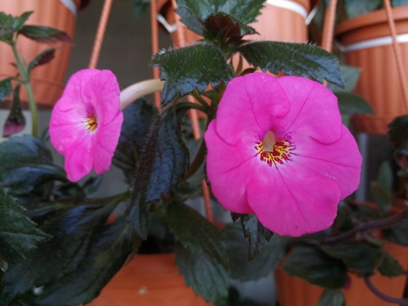 Rosenberg - Rosenberg