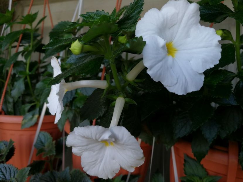 white swan - White Swan