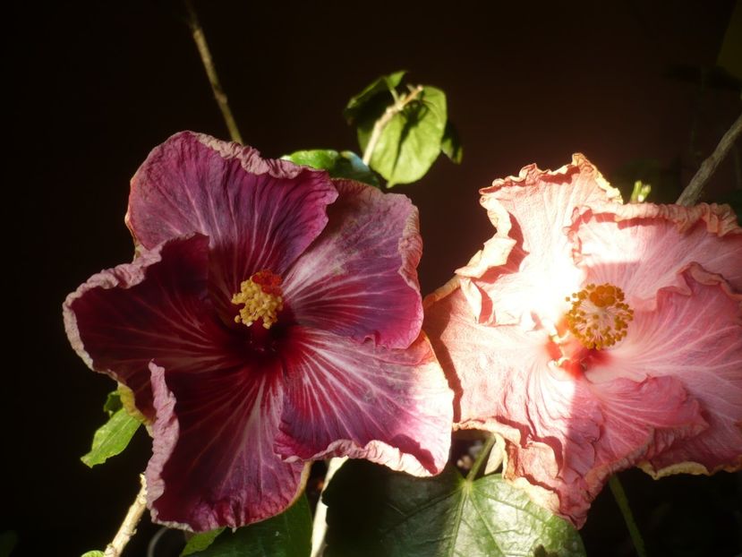 P1400498 - HIBISCUSI 2018-4