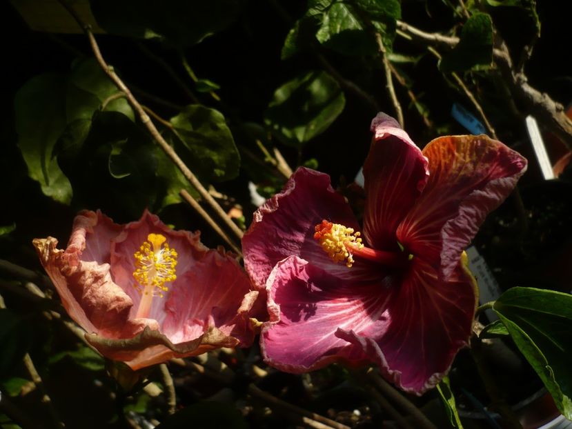 P1400499 - HIBISCUSI 2018-4