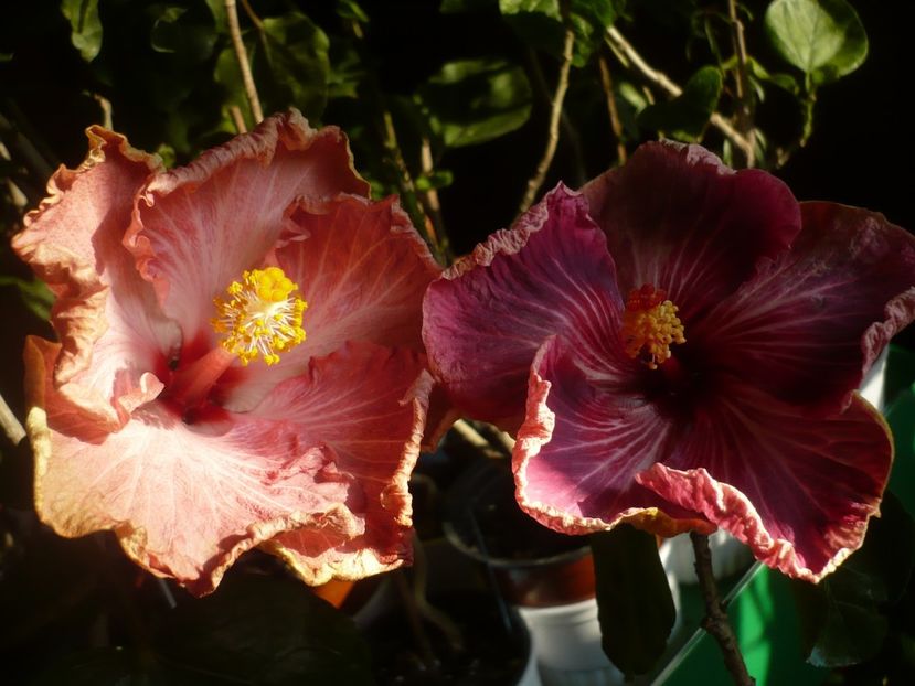 P1400500 - HIBISCUSI 2018-4